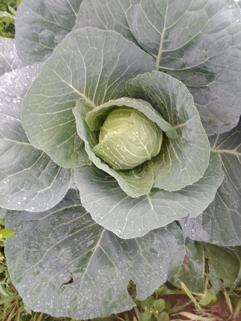 小甘蓝，50吨，一个星期左右上市