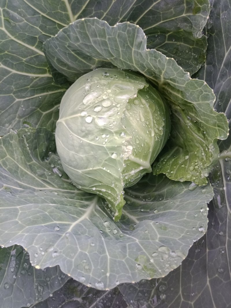 小甘蓝，50吨，一个星期左右上市