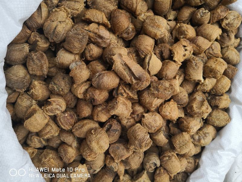 桑螵蛸各种规格干货一斤起包邮