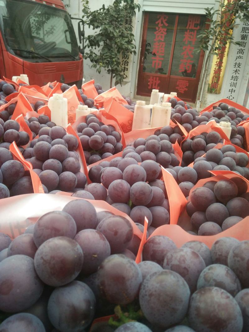 乒乓球邯郸万亩葡萄基地，种植面积大，品种多，