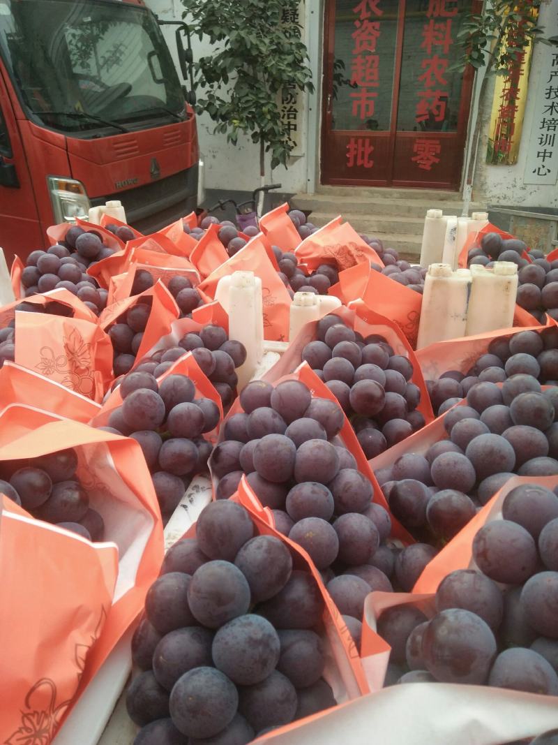 乒乓球邯郸万亩葡萄基地，种植面积大，品种多，