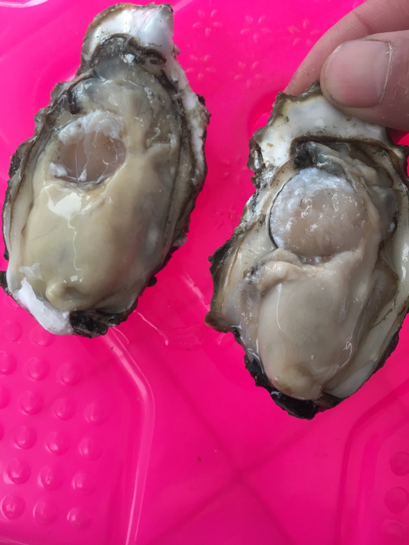 渤海湾生蚝，可以自取可以整车发货，个头好肥度好