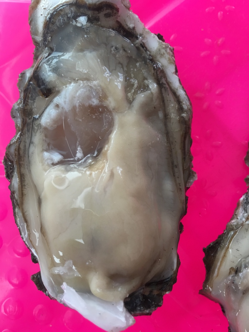 渤海湾生蚝，可以自取可以整车发货，个头好肥度好