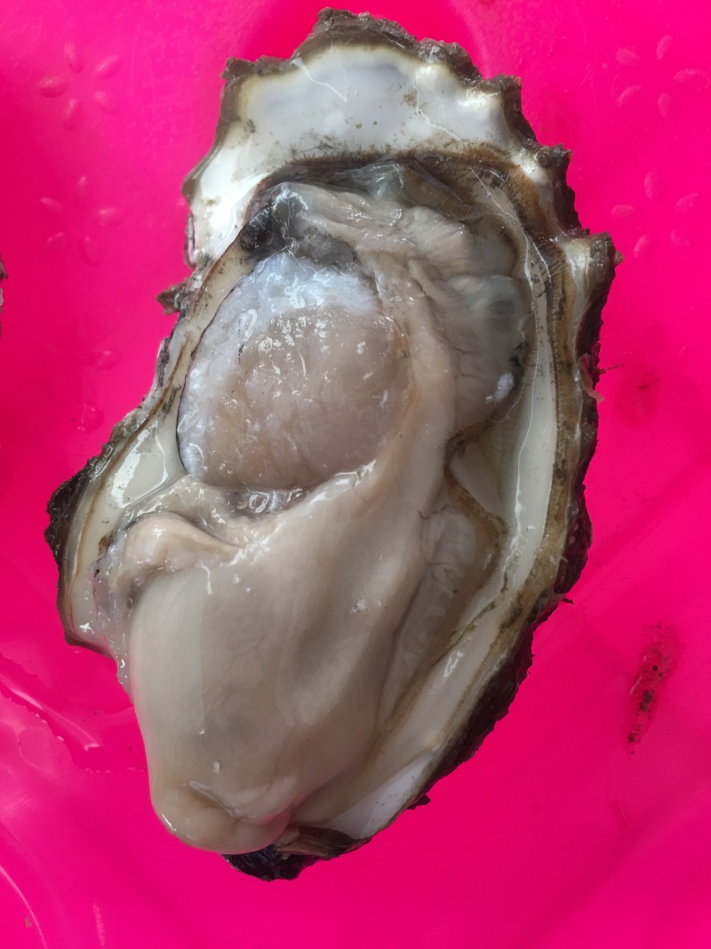 渤海湾生蚝，可以自取可以整车发货，个头好肥度好