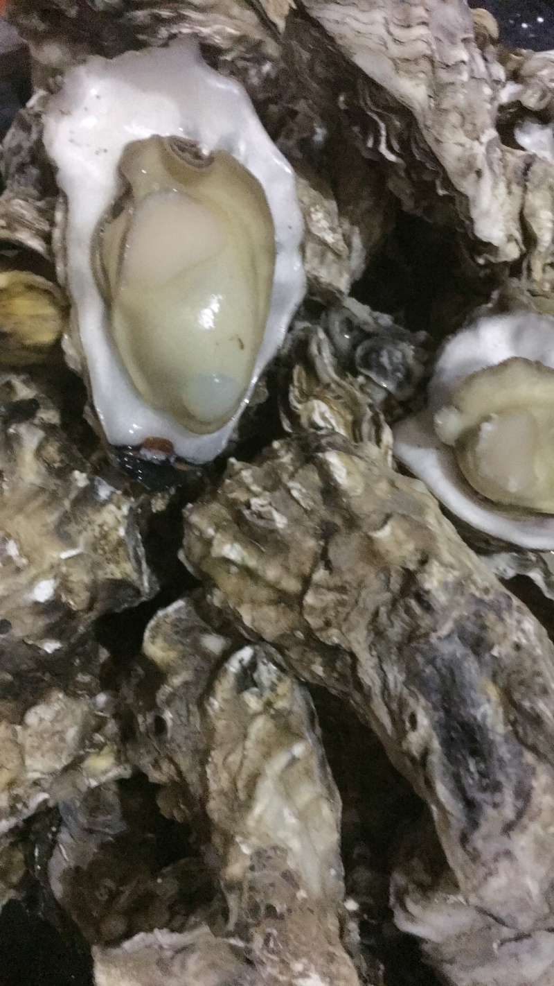 渤海湾生蚝，可以自取可以整车发货，个头好肥度好