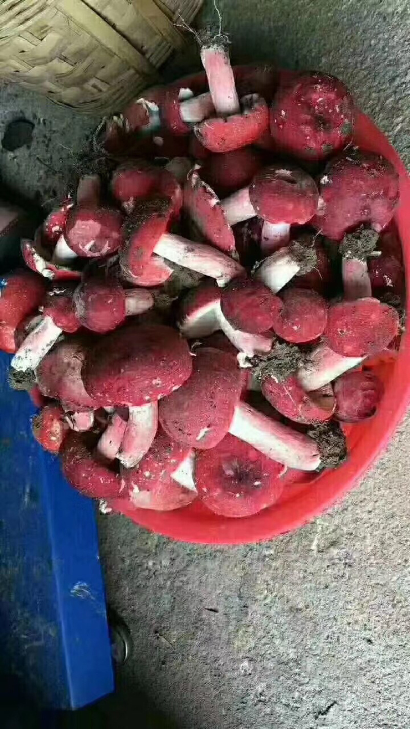 食用菌干货、肉肥菌厚的干品大红菇！