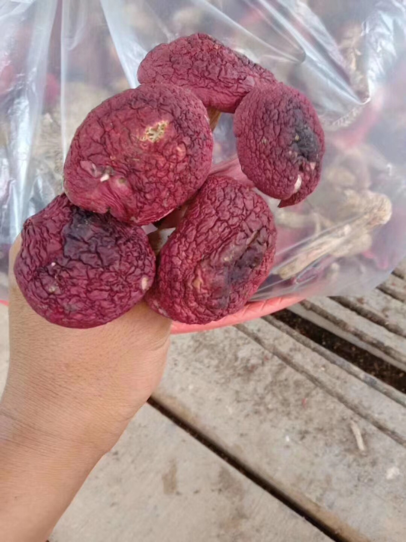 食用菌干货、肉肥菌厚的干品大红菇！