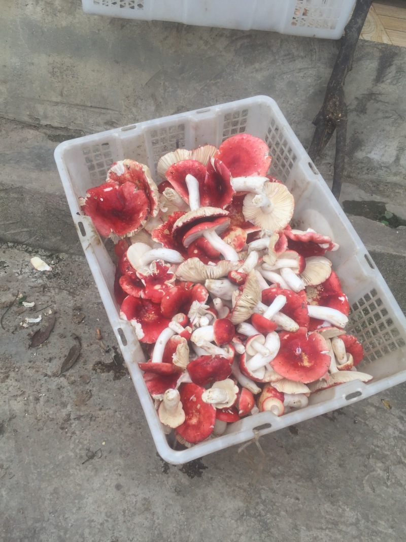 食用菌干货、肉肥菌厚的干品大红菇！