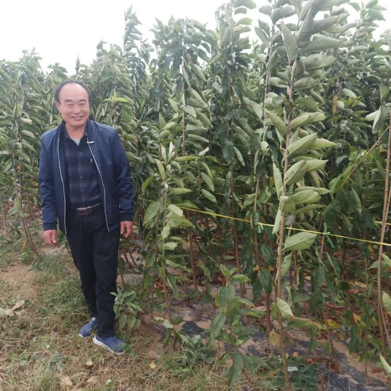 基地直销矮化樱桃苗车厘子樱桃树苗鲁樱三号俄罗斯8号樱桃苗