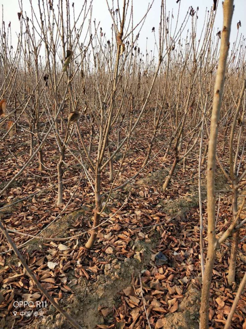 基地直销矮化樱桃苗车厘子樱桃树苗鲁樱三号俄罗斯8号樱桃苗