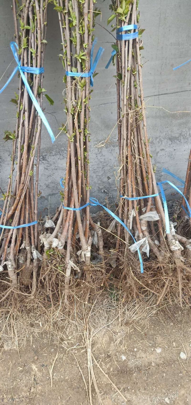 基地直销矮化樱桃苗车厘子樱桃树苗鲁樱三号俄罗斯8号樱桃苗