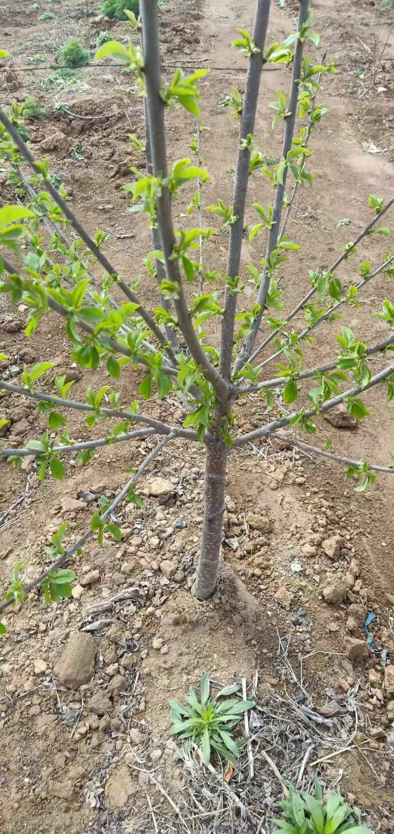 基地直销矮化樱桃苗车厘子樱桃树苗鲁樱三号俄罗斯8号樱桃苗