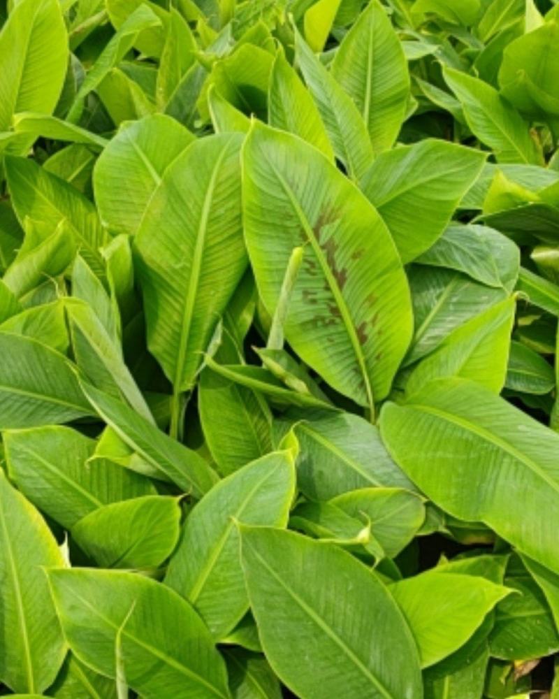 威廉斯b6，香蕉苗，带营养杯