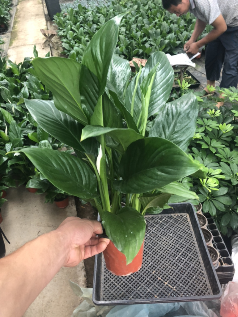 一帆风顺白掌精品盆栽直销