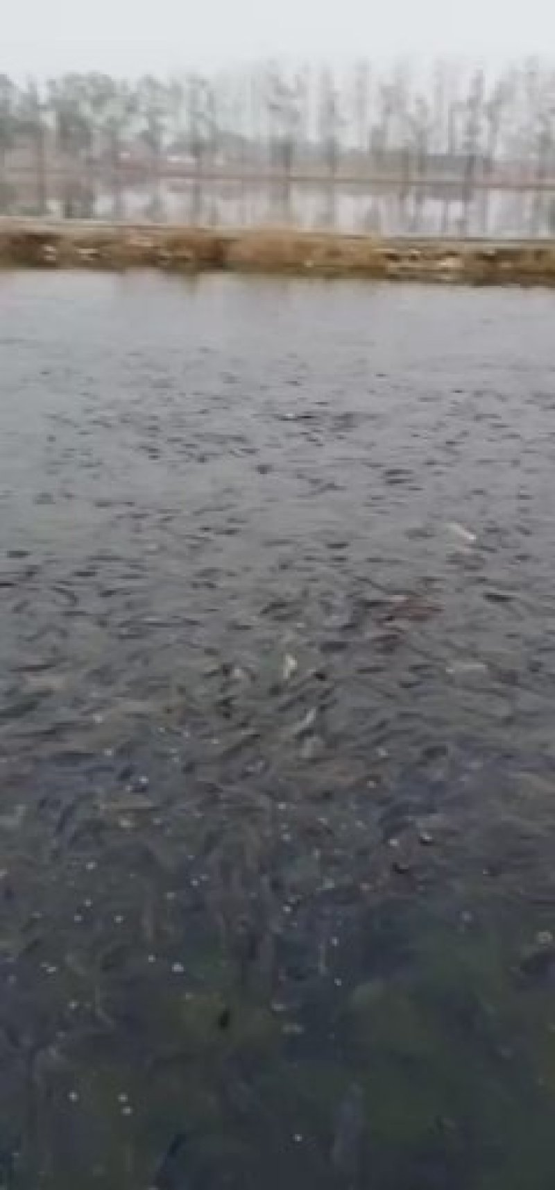 鲫鱼原塘鱼皮毛质量有保证
