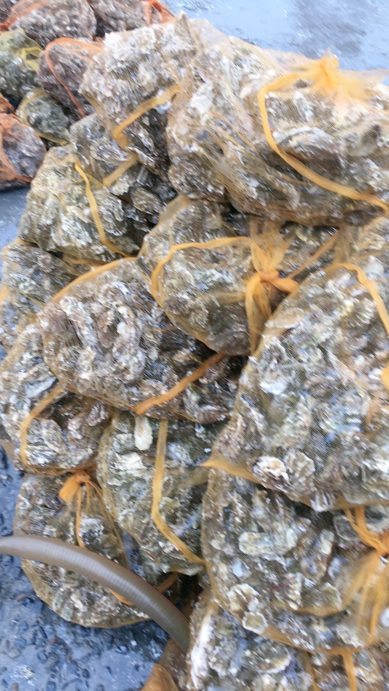 无沙生蚝，各种规格，肥度饱满，码头批发不零售