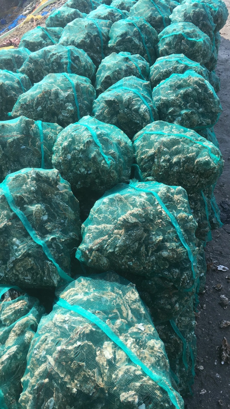 无沙生蚝，各种规格，肥度饱满，码头批发不零售