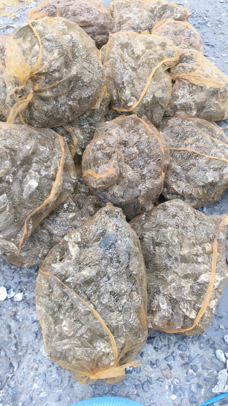 无沙生蚝，各种规格，肥度饱满，码头批发不零售