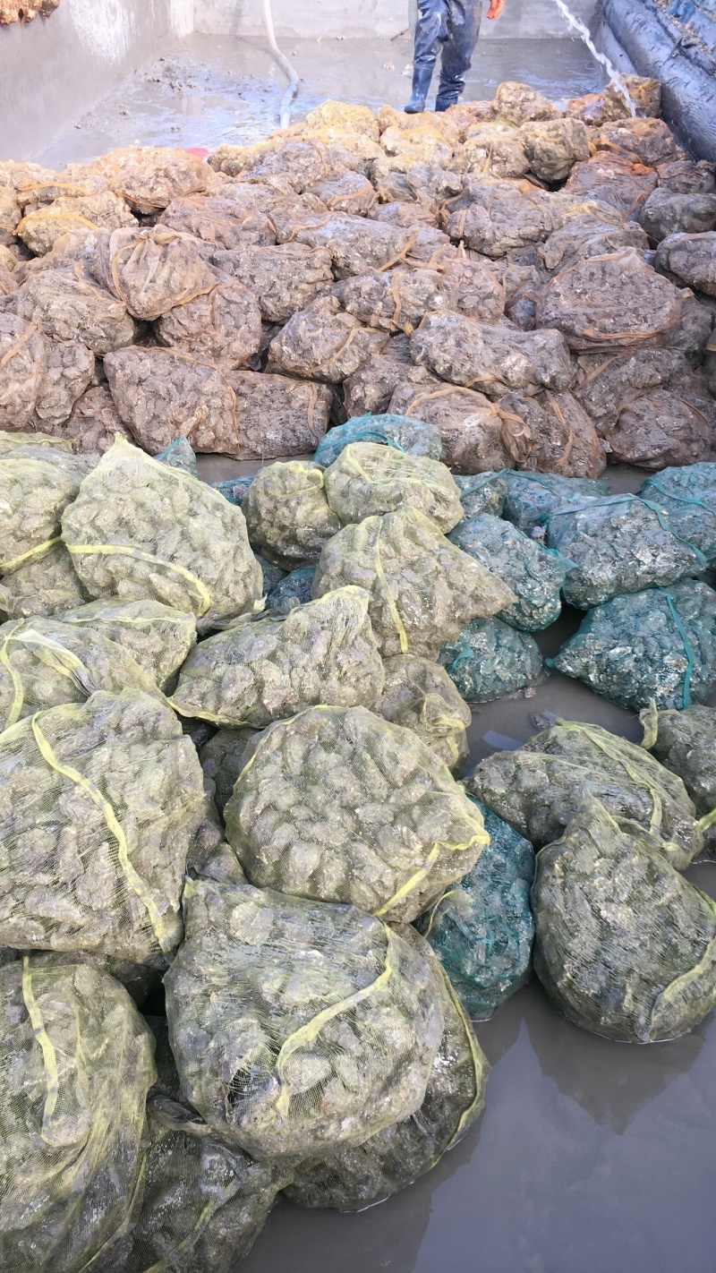 无沙生蚝，各种规格，肥度饱满，码头批发不零售