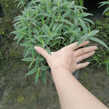 加仑杯鼠尾草墨西哥鼠尾草基地直销价格优惠