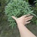 加仑杯鼠尾草墨西哥鼠尾草基地直销价格优惠