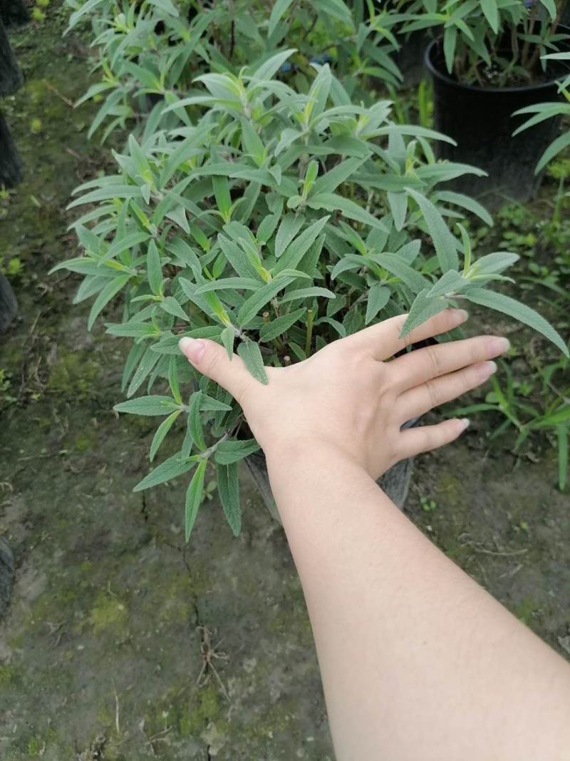 加仑杯鼠尾草墨西哥鼠尾草基地直销价格优惠