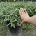 加仑杯鼠尾草墨西哥鼠尾草基地直销价格优惠