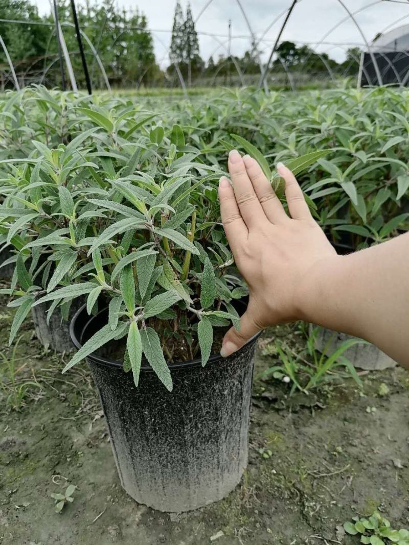 加仑杯鼠尾草墨西哥鼠尾草基地直销价格优惠