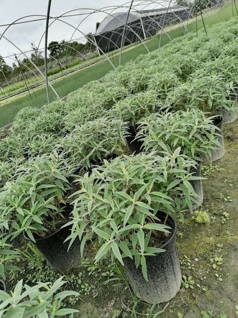 加仑杯鼠尾草墨西哥鼠尾草基地直销价格优惠