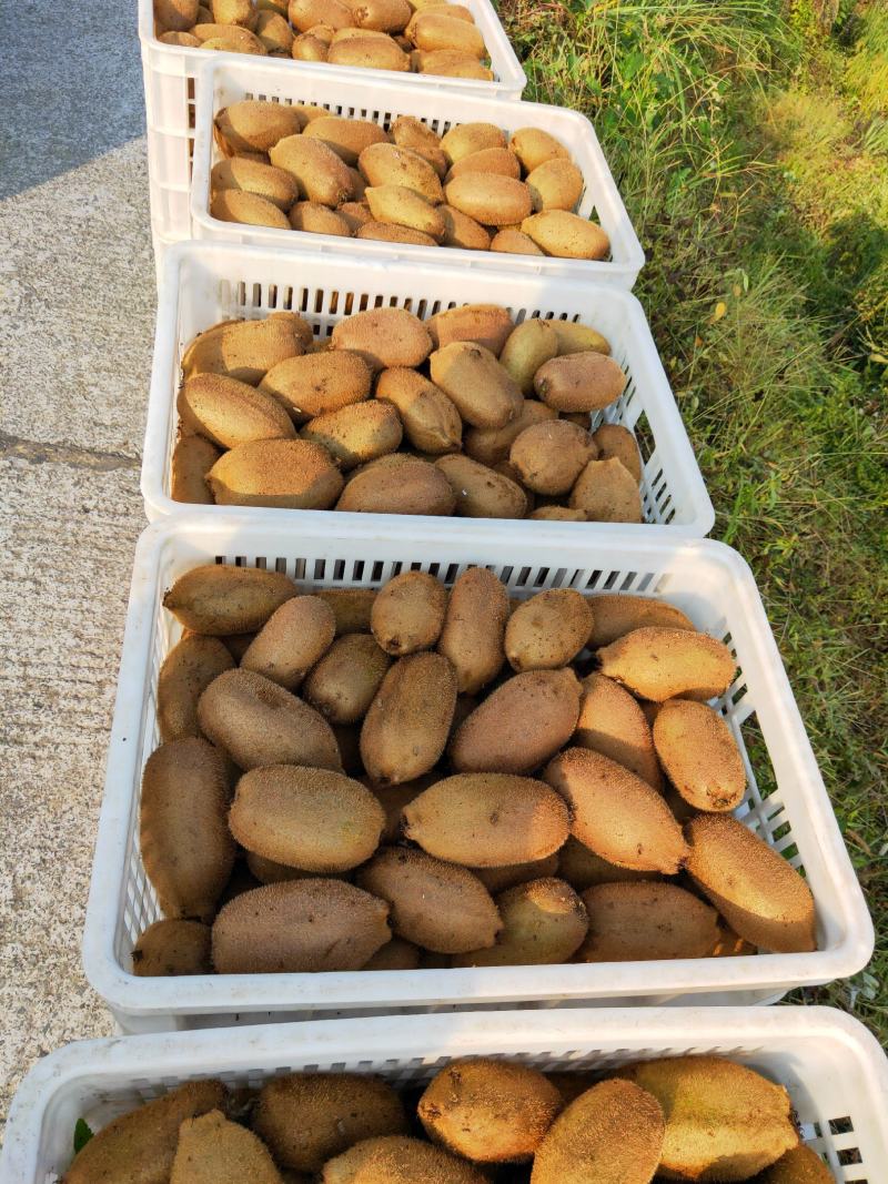 （米良一号）绿色绿心猕猴桃产地货源品质保证