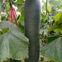 黑皮大冬瓜欢迎老板选购