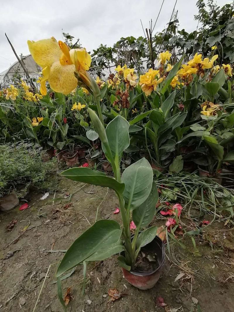 郫都区黄花美人蕉，青叶美人蕉，成都美人蕉基地，美人蕉价格