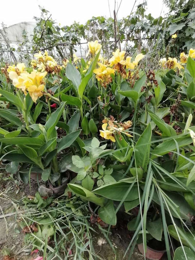 郫都区黄花美人蕉，青叶美人蕉，成都美人蕉基地，美人蕉价格