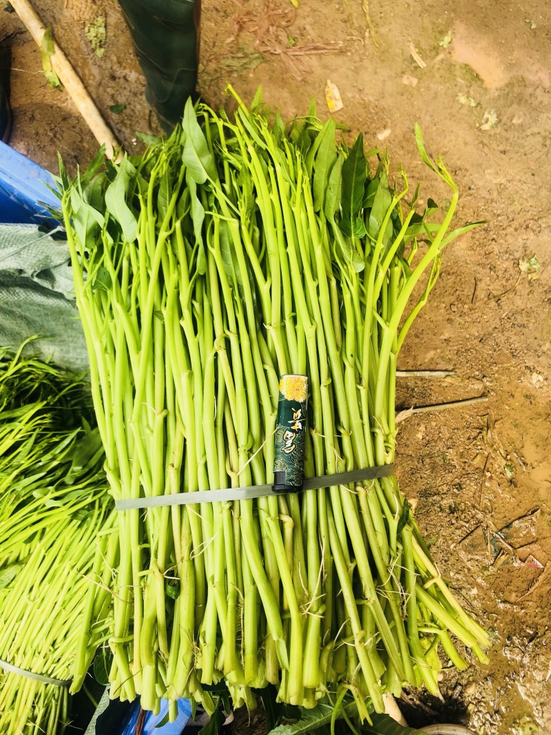 博白空心菜可大量现货旱改水空心菜种