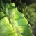 韭菜花25一35厘米