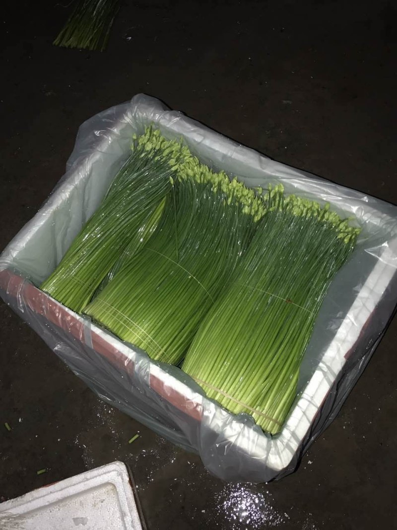 韭菜花25一35厘米