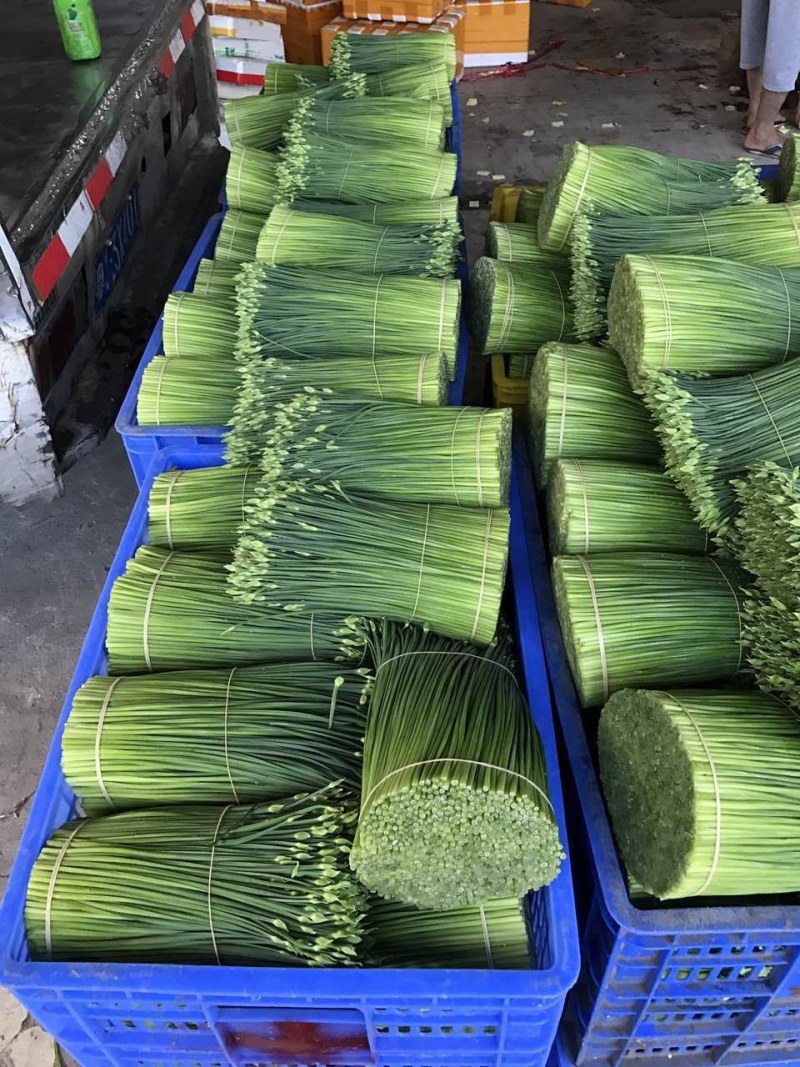 韭菜花25一35厘米