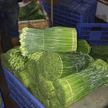 韭菜花25一35厘米