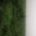 白皮冬瓜