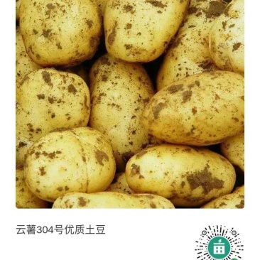 云南高原特色优质黄心土豆系列产品已上市热卖中
