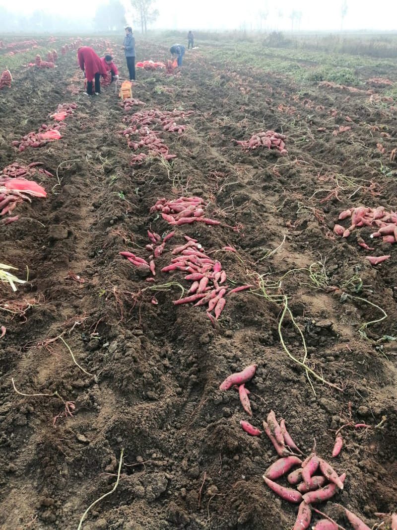 龙九红暑和西瓜红大量供应产地直供