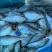 海鲫鱼单冻海鲫鱼单冻原条海鲫鱼