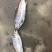 鳟鱼，山女鳟鱼，冷水鱼，海水养殖