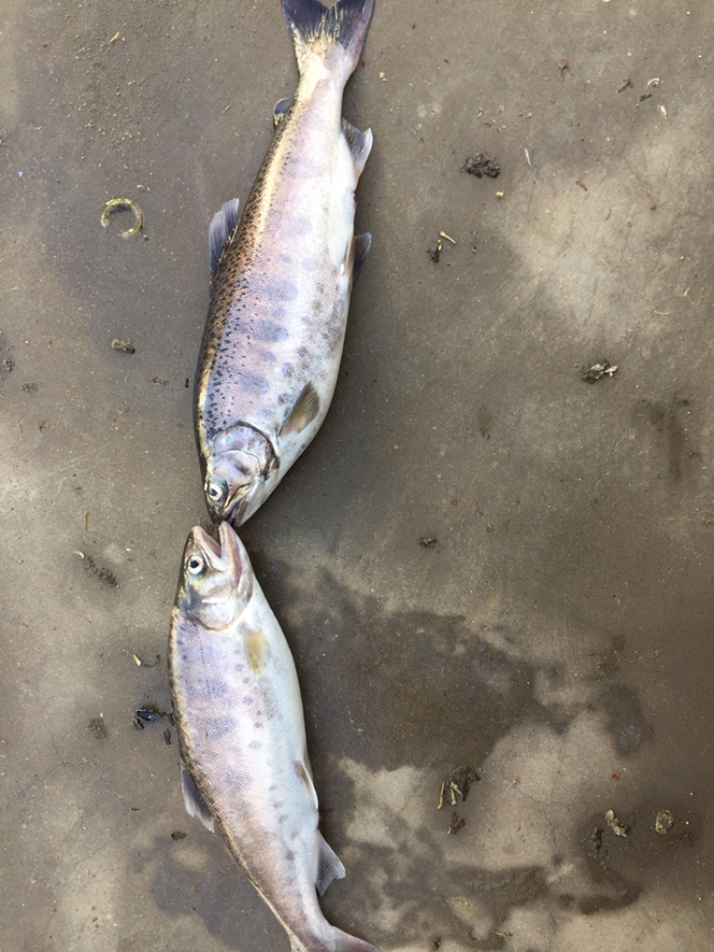 鳟鱼，山女鳟鱼，冷水鱼，海水养殖