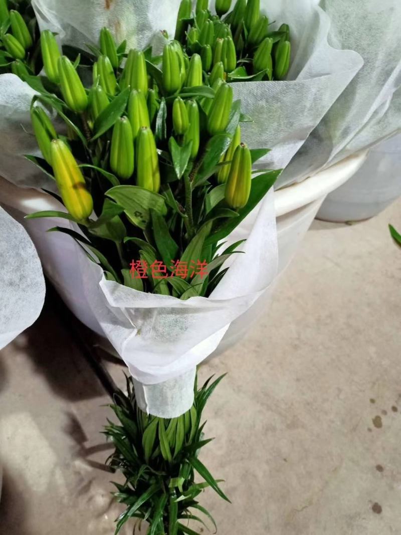 云南昆明《百合鲜切花》基地批发价格便宜各种品种颜色齐全