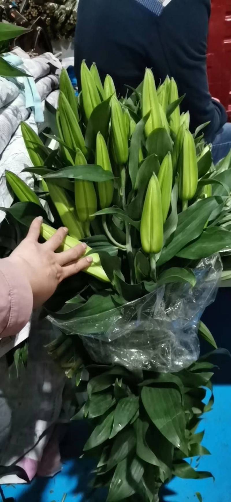 云南昆明《百合鲜切花》基地批发价格便宜各种品种颜色齐全