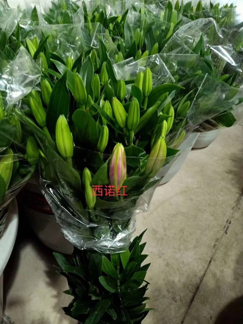 云南昆明《百合鲜切花》基地批发价格便宜各种品种颜色齐全