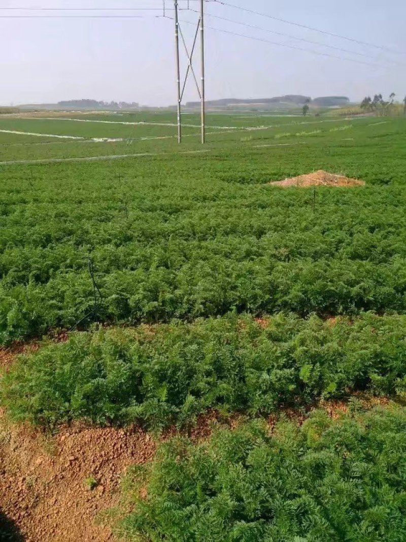 广西宾阳县农垦胡萝卜种植基地