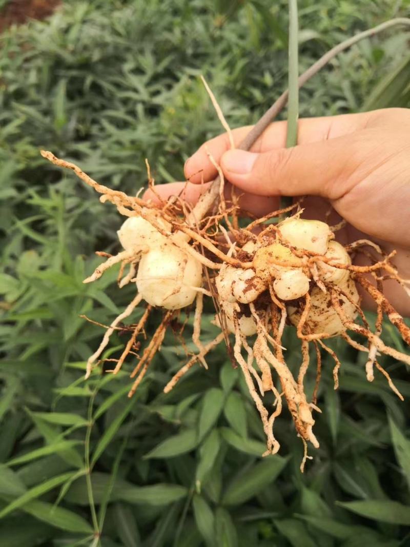 黄精，老虎姜，滇黄精种苗，药典规定品种
