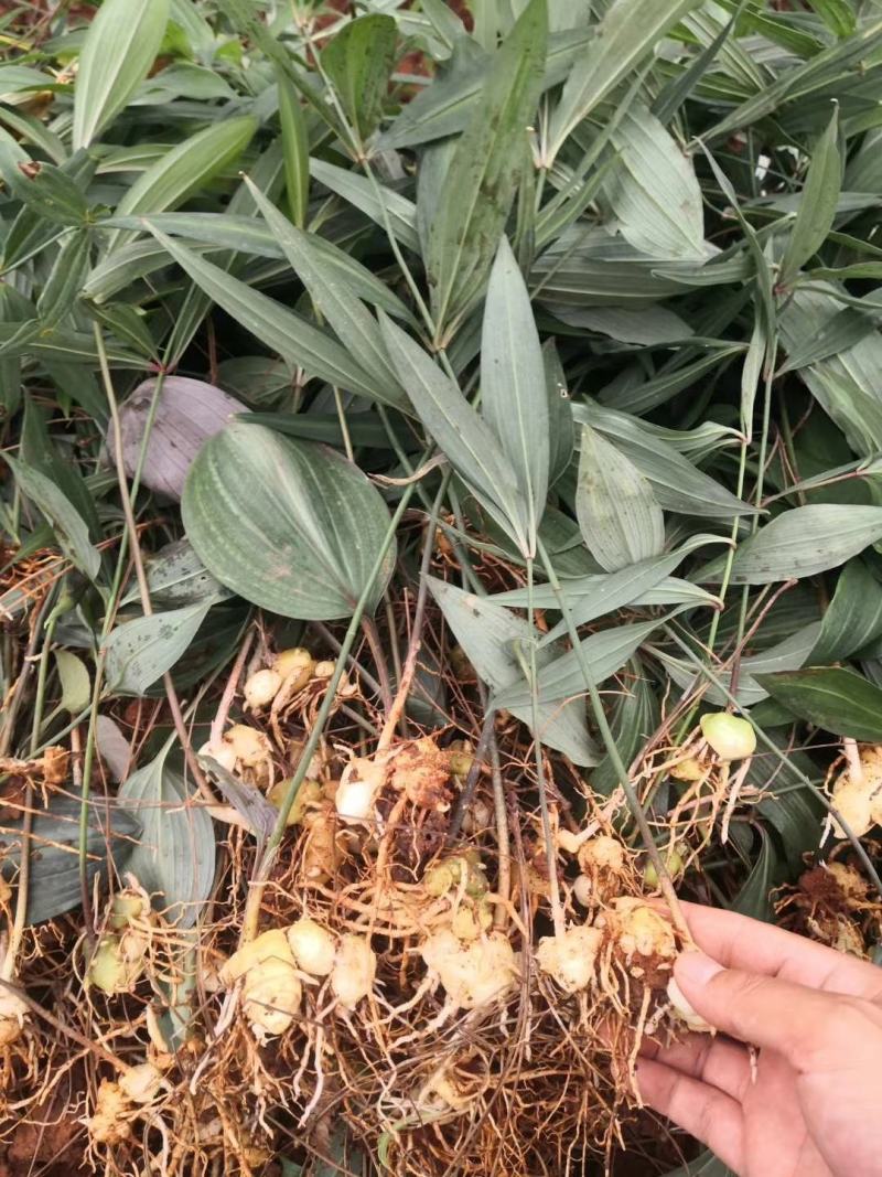 黄精，老虎姜，滇黄精种苗，药典规定品种